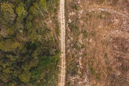 La deforestación podría convertirse en un crimen internacional si es que el ecocidio se incluye en el Estatuto de Roma.
