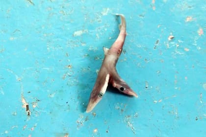 La deformación del joven animal pudo haber sido causada por una multiplicidad de factores: desórdenes genéticos, presencia de virus o la contaminación