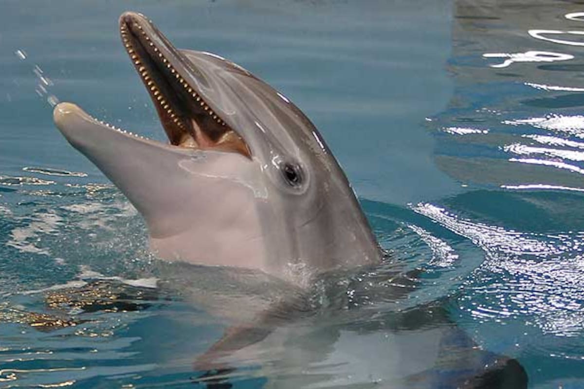 La delfín falleció por problemas intestinales el jueves por la noche