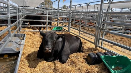 La demanda de carne se mantiene firme y los remates de toros y vaquillonas de buena genética reflejan el mayor movimiento del sector