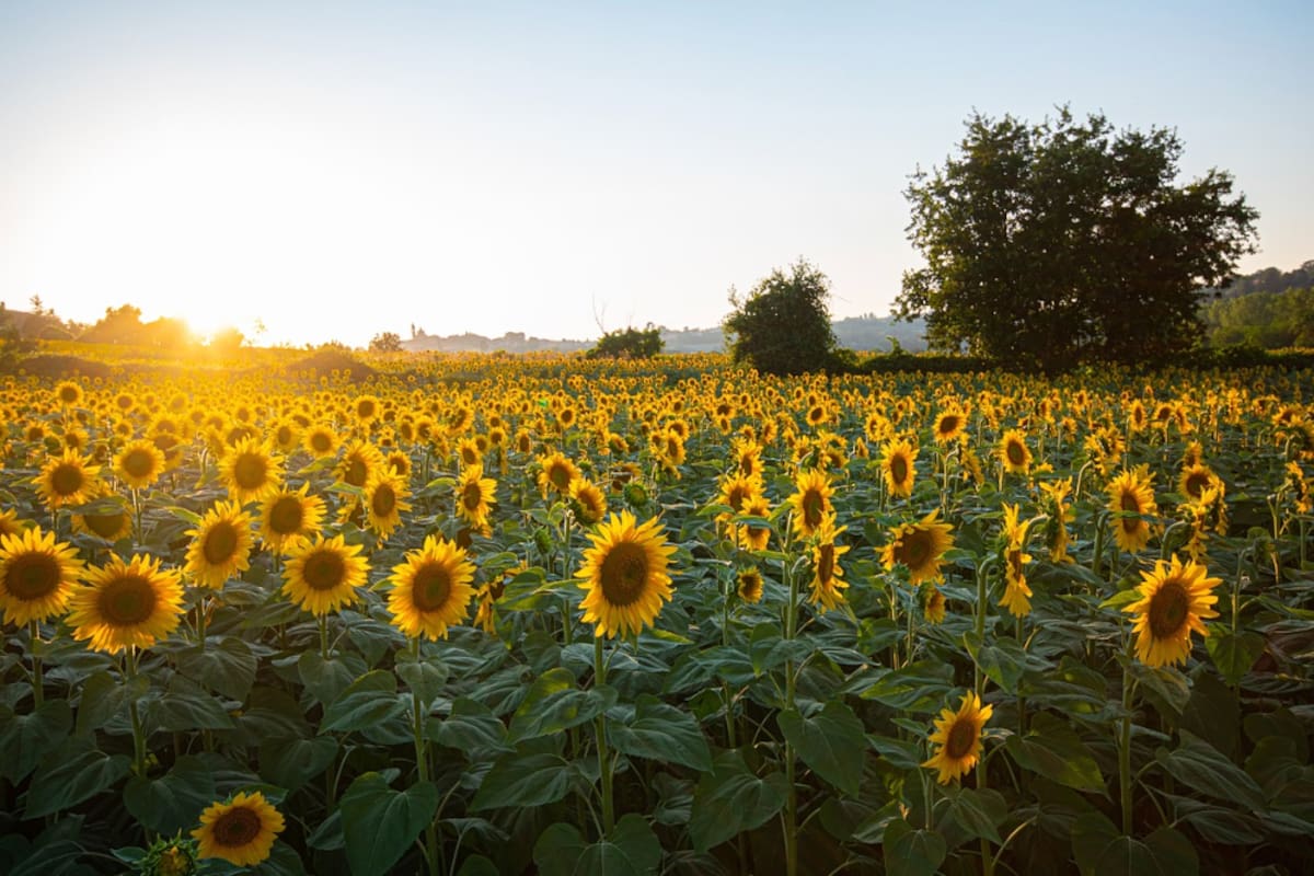 La demanda de híbridos de girasol está en ascenso