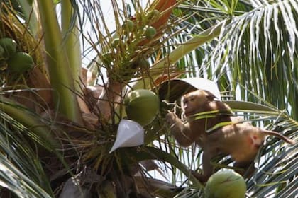 La denuncia fue realizada por la organización animalista PETA, que investitó la explotación de los micos en una serie de granjas del país del sudeste asiático