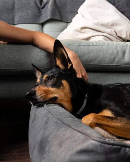 La depresión en los perros puede afectar su comportamiento y su calidad de vida