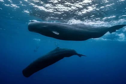 La deriva final de un iceberg gigante