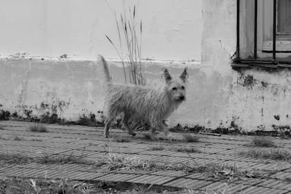 La desaparición de un perro no solo causa angustia emocional, también expone al animal a riesgos físicos graves