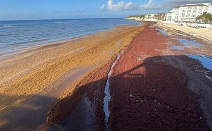 La descomposición de las algas en la costa libera gas de sulfuro de hidrógeno con un aroma similar al huevo podrido