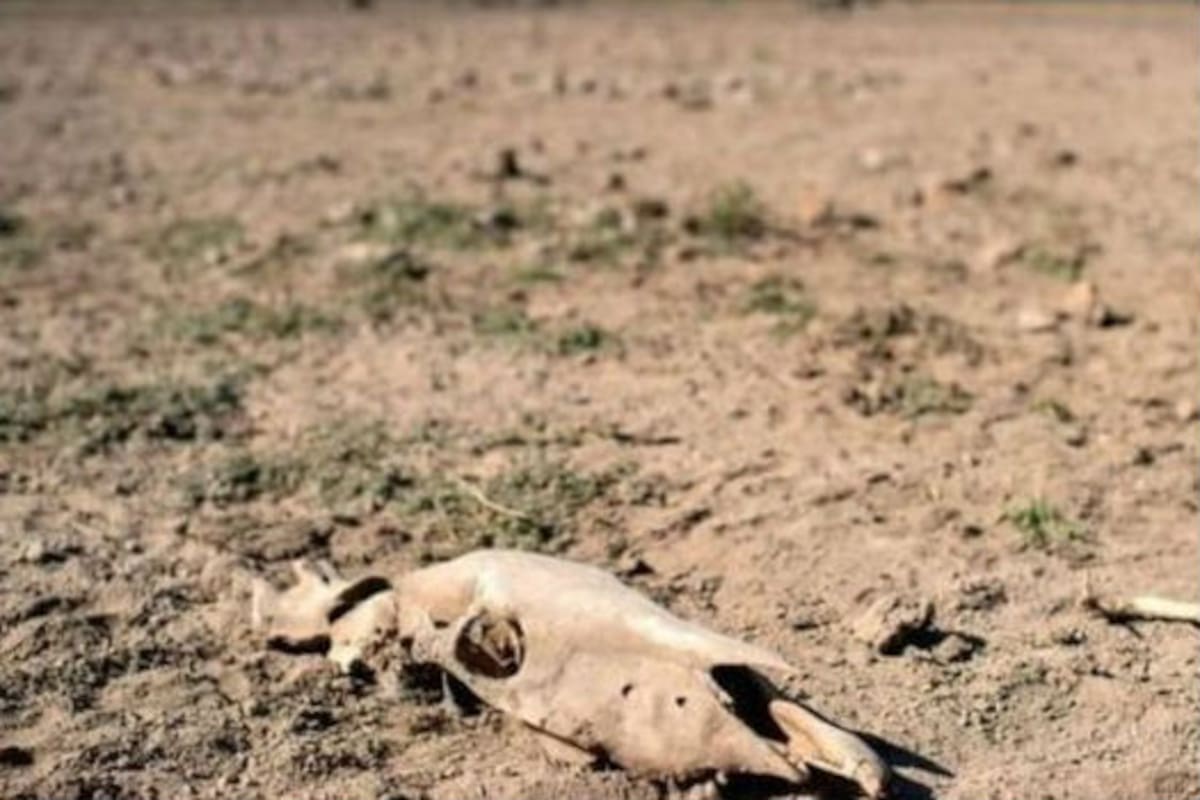 La desertificación puede llevar al desplazamiento de millones de personas en la próxima década, de acuerdo al estudio