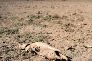 La desertificación puede llevar al desplazamiento de millones de personas en la próxima década, de acuerdo al estudio