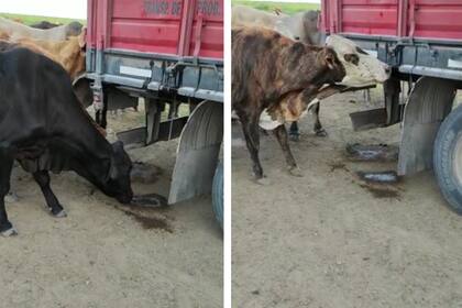 La desesperación de las vacas en medio de la sequía