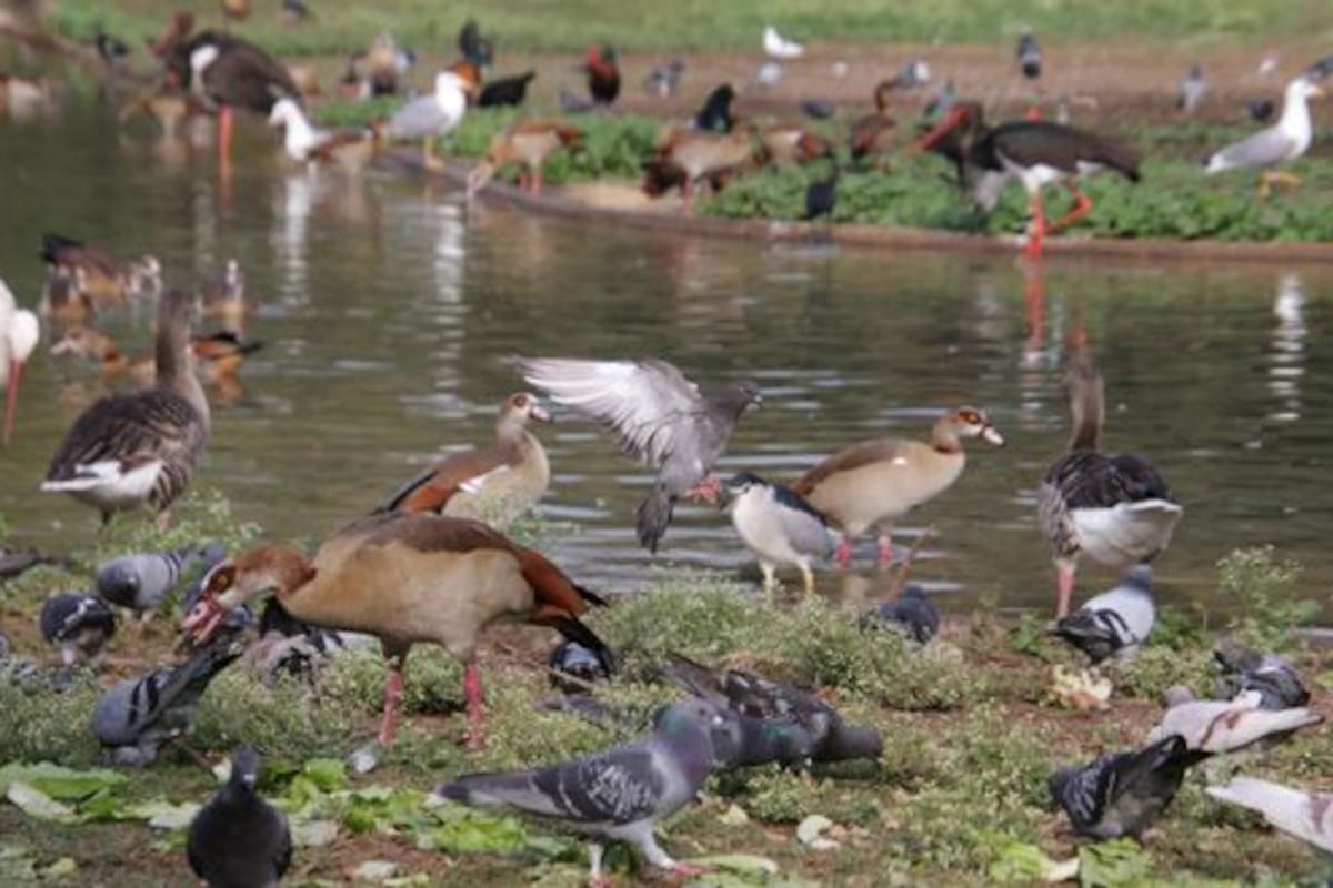 La destrucción de los hábitats naturales de los animales es una de las principales causas de extinción de especies