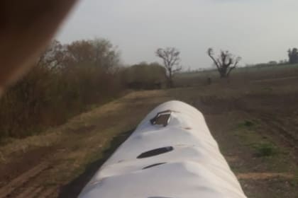 La destrucción de un silo bolsa cuyo contenido es grano de soja y el posterior robo de unos 10.000 kilos de soja