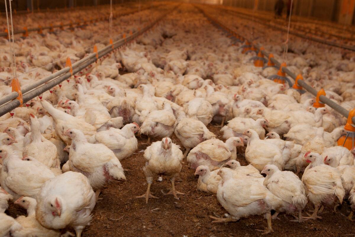 La detección ocurrió en el estado de Rio Grande do Sul, en el municipio de Montenegro, a unos 620 km de la frontera con la Argentina