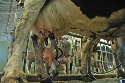 Según el informe, el tambo y el comercio registran pérdidas de -$1,94 y -$1,45 por litro respectivamente, “luego de varios meses de precio de la leche planchado mientras los costos vienen creciendo”