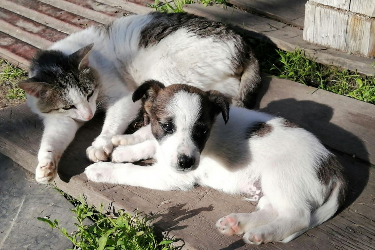 La diabetes es una de las enfermedades más comunes que puede afectar a nuestras mascotas, por lo que requiere detección y manejo precoz