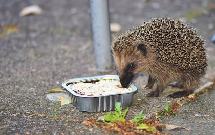La dieta de estos animales consiste principalmente de insectos