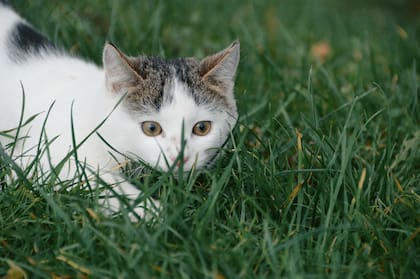 La dieta de la mascota debe contener los ácidos grasos