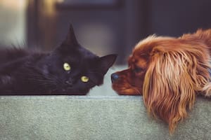 La dieta de la mascota depende del tamaño, la edad y el clima entre otras