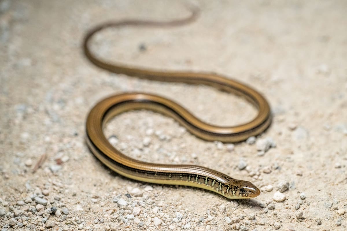 La dieta del lagarto de vidrio oriental incluye insectos, cangrejos, huevos de aves y hasta individuos de su especie