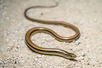 La dieta del lagarto de vidrio oriental incluye insectos, cangrejos, huevos de aves y hasta individuos de su especie