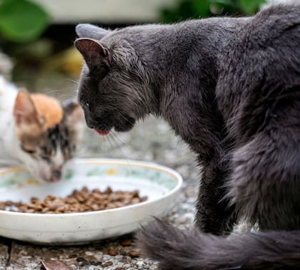 La dieta promedio de un gato callejero consiste en casi un 50% de pájaros