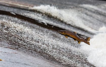 La dieta rica en salmón de los fósiles cánidos descubiertos en Alaska permitió entender que las primeras conexión con humanos fue a través de la alimentación