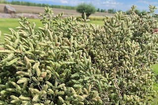 El orégano argentino sorprende con exportaciones por un nivel inédito