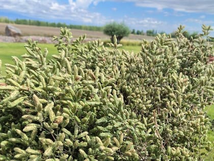 "La diferencia de calidad tiene su origen en las condiciones naturales de San Carlos, que resultan en un producto de alta gama”, expresaron