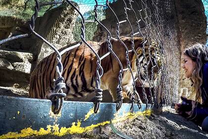 Geraldine Vidal, de Enfoque Animal, con uno de los felinos que ayudó a liberar de zoológicos argentinos anteriormente