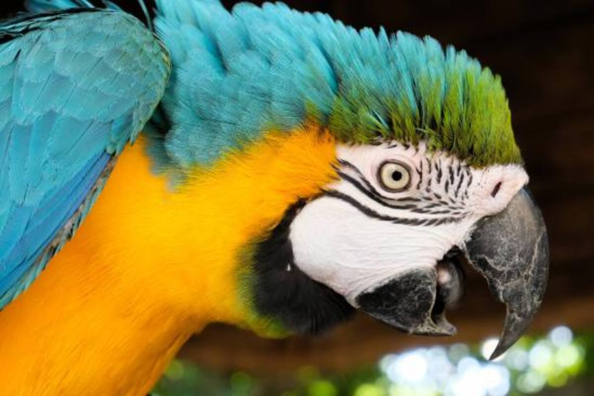 La dificultad de convivir entre humanos y loros en Villa Floresta