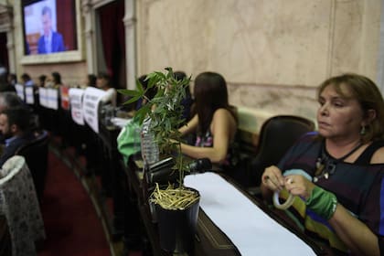La diputada reclamó la descriminalización del autocultivo de marihuana para uso medicinal