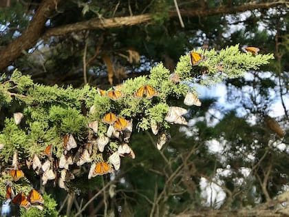La disminución de la especie se debió principalmente a la destrucción de su hábitat y a los crecientes problemas ambientales