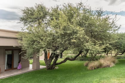 La distancia entre un árbol y la vivienda condiciona la entrada de luz, las sombras y el espacio disponible cuando el ejemplar alcanza su tamaño adulto