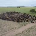 Perdieron todo en la gran sequía de 2009, cambiaron la forma de producir carne y cuadruplicaron la producción