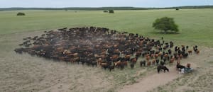Perdieron todo en la gran sequía de 2009, cambiaron la forma de producir carne y cuadruplicaron la producción
