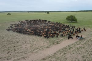 Perdieron todo en la gran sequía de 2009, cambiaron la forma de producir carne y cuadruplicaron la producción