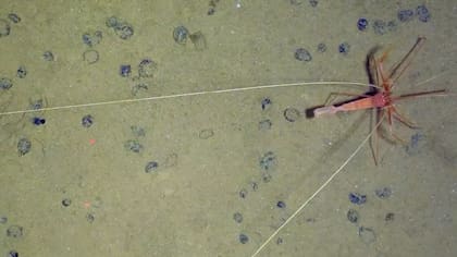 La diversidad de especies en la zona abisal es hasta tres veces mayor que en la columna de agua