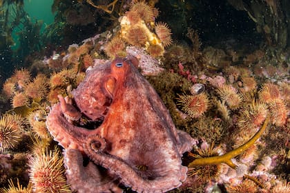 La diversidad de la vida bajo los gigantes bosques de algas en Isla de los Estados es increíblemente rica