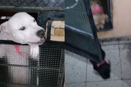 Misha se viralizó en TikTok gracias a un video que muestra cómo abre la puerta de su casa y entra junto a varios cachorros