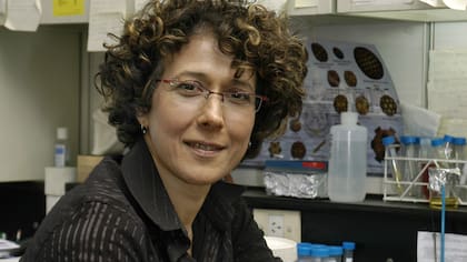 La doctora Gamarnik es jefa del Laboratorio de Virología Molecular de la Fundación Instituto Leloir e investigadora principal del Conicet