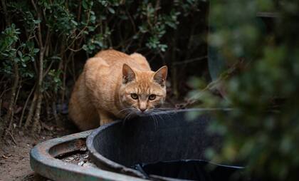 La domesticación felina ocurrió hace 10 mil años