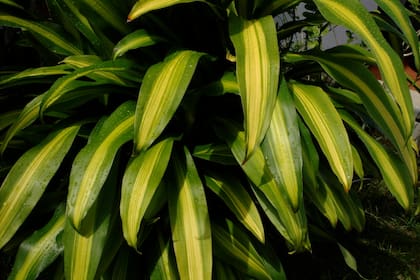 La Dracaena fragrans es oriunda de las regiones tropicales de áfrica