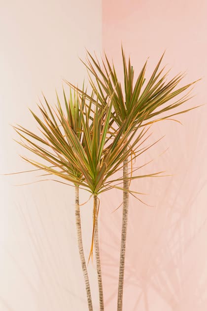 La Dracaena Marginata puede llegar a alcanzar los 5 metros de altura si las condiciones ambientales son adecuadas