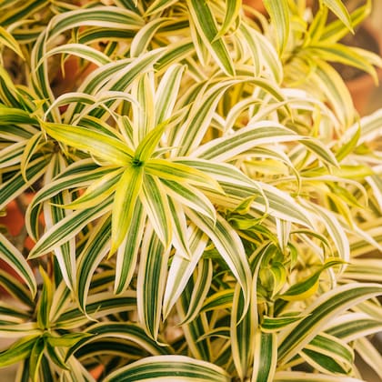 La drácena marginata tolera poca luz y riegos espaciados, manteniendo su crecimiento. Foto: FreePik