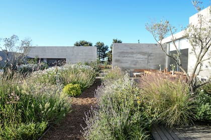 La dueña de casa había comprado tres grandes olivos en coherencia con el estilo con el que soñaba.