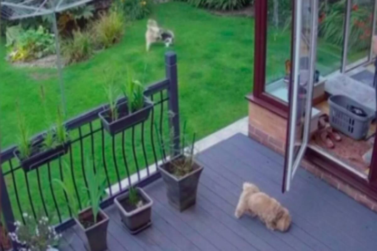 La dueña de cinco mascotas intentó hacer que sus perros entren a la casa sin éxito, hasta que llegó su gato y pudo completar el trabajo. El curioso episodio fue registrado por las cámaras de seguridad y se convirtió en viral