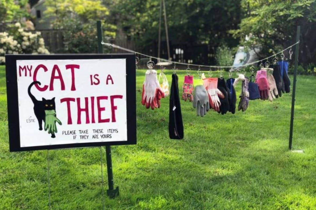 La dueña de Esme, el gato ladrón, decidió delatar a su felino en el jardín de su casa