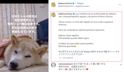 La dueña de la mascota se encargó de dar actualizaciones sobre el caso