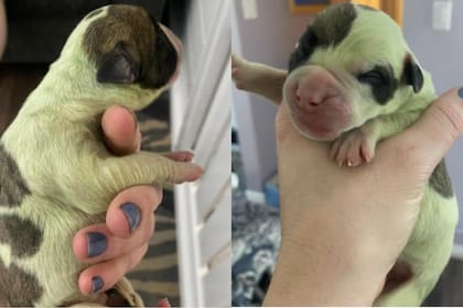 La dueña del animal compartió las fotos en su cuenta de Facebook