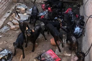 La dueña del hogar donde se encuentran, dijo que no puede alimentarlos y que "se comen entre ellos"