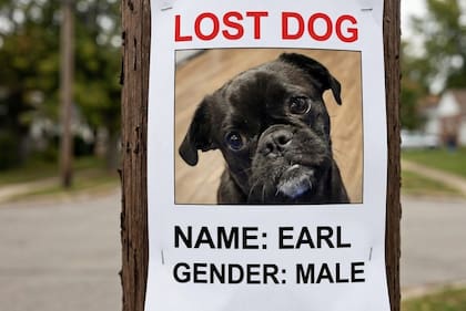 La dueña del perro pidió ayuda a la comunidad de Naperville para localizarlo